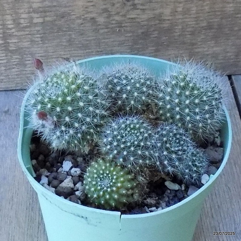 D5425 REBUTIA MINIMA pot14-H8-W13 cm MaMa Cactus