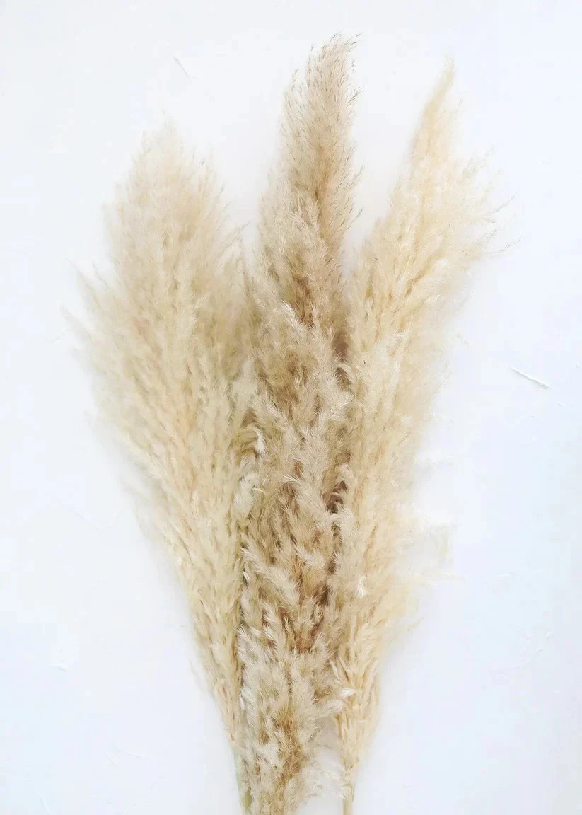 15 Stems Natural WhiteDried Pampas Grass – Fluffy Reed Grass for Home & Wedding