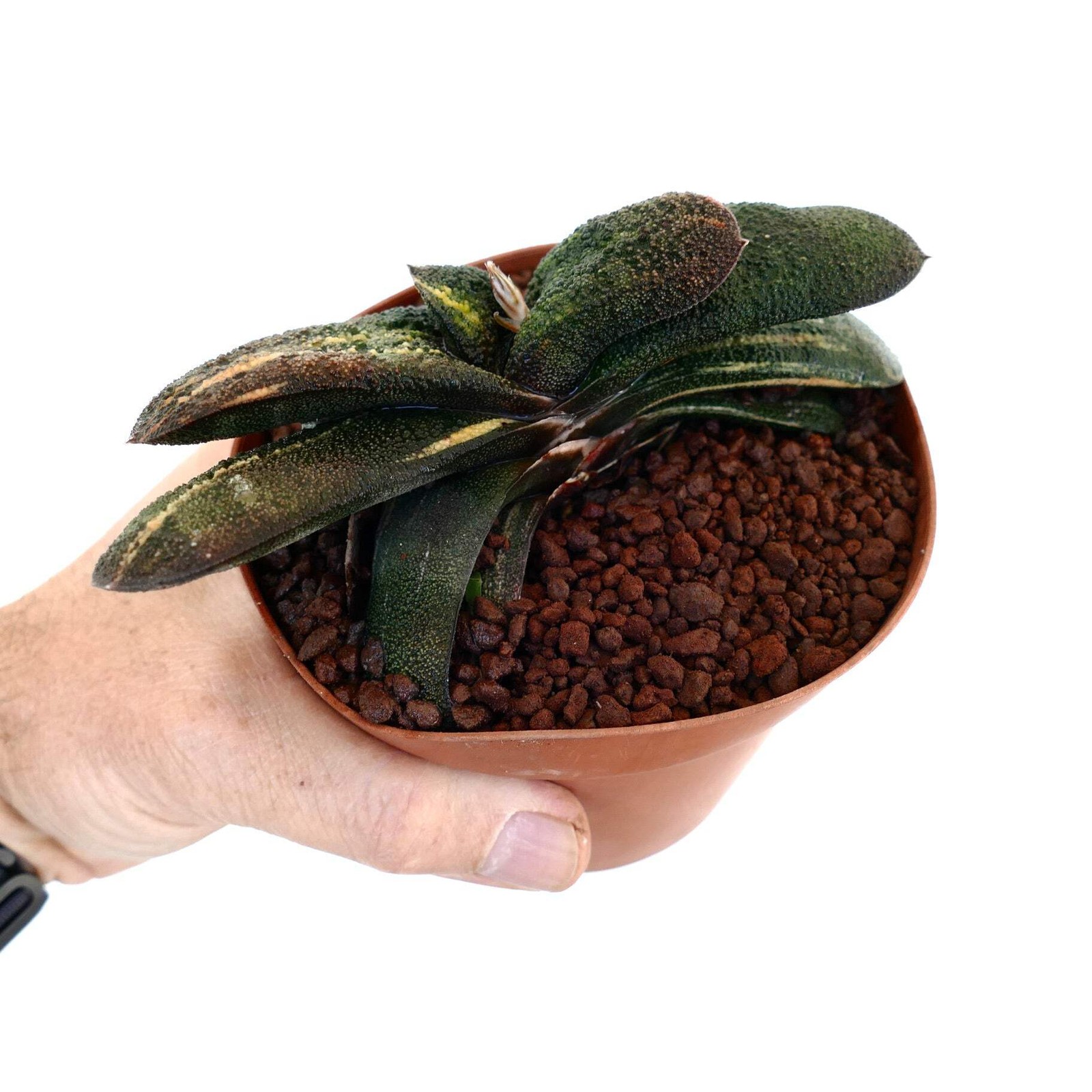 Gasteria batesiana cv ‘Barbeton’ YELLOW VARIEGATED – Knoppies gasteria | Bates’