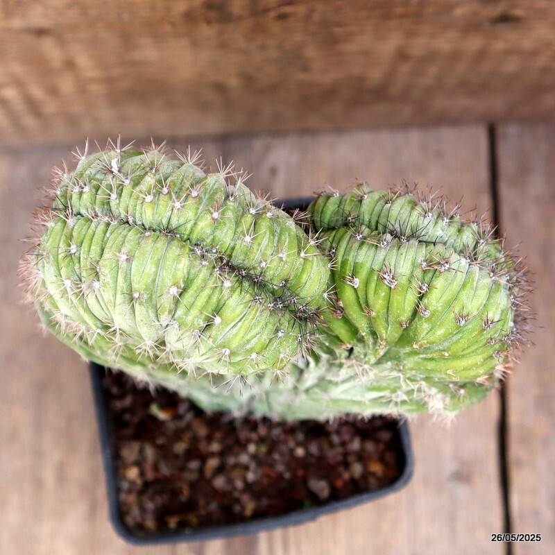 D4371 POLASKIA CHICHIPE CRESTED pot10-H18-W15 cm MaMa Cactus