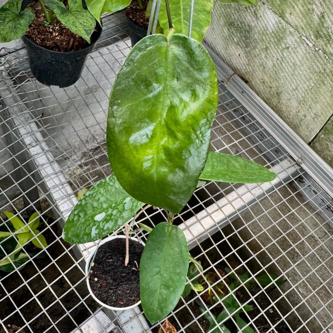 Hoya Onychoides Dark SP Papua Rare Tropical Wax Plant