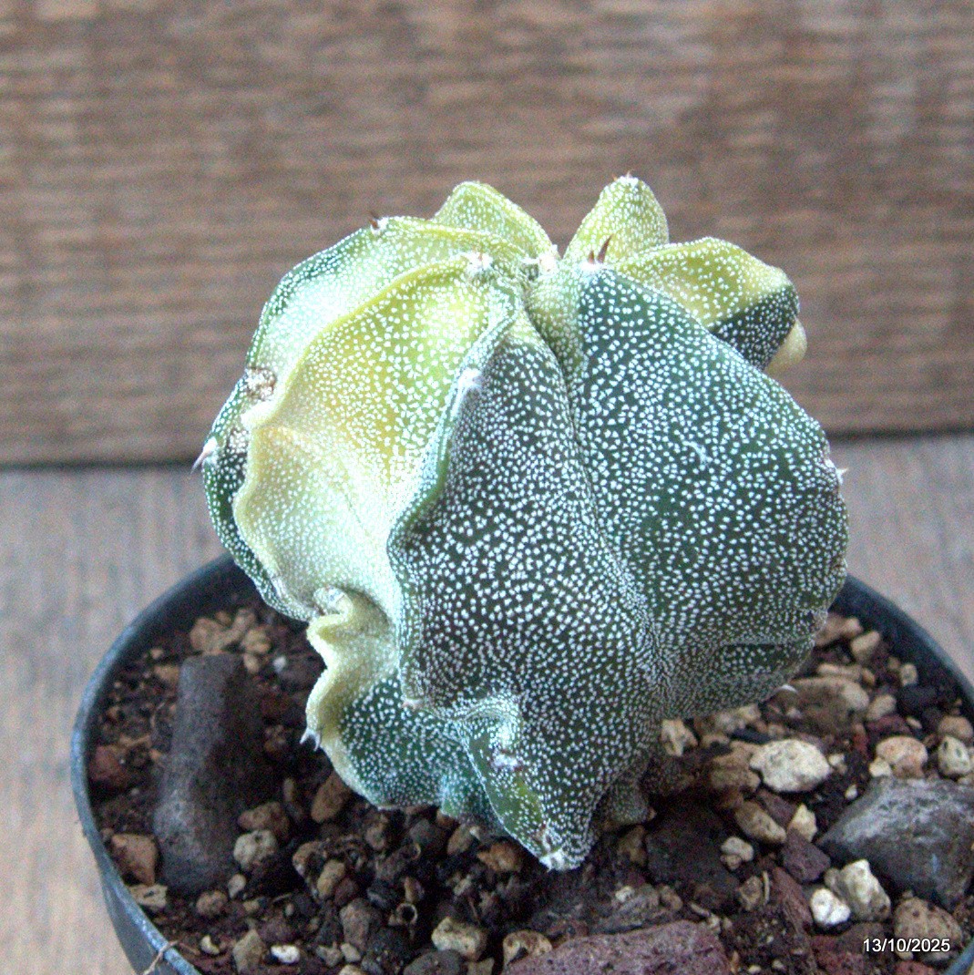 D6941 ASTROPHYTUM MYRIOSTIGMA VARIEGATED pot10-H8-W6,5 cm MaMa Cactus