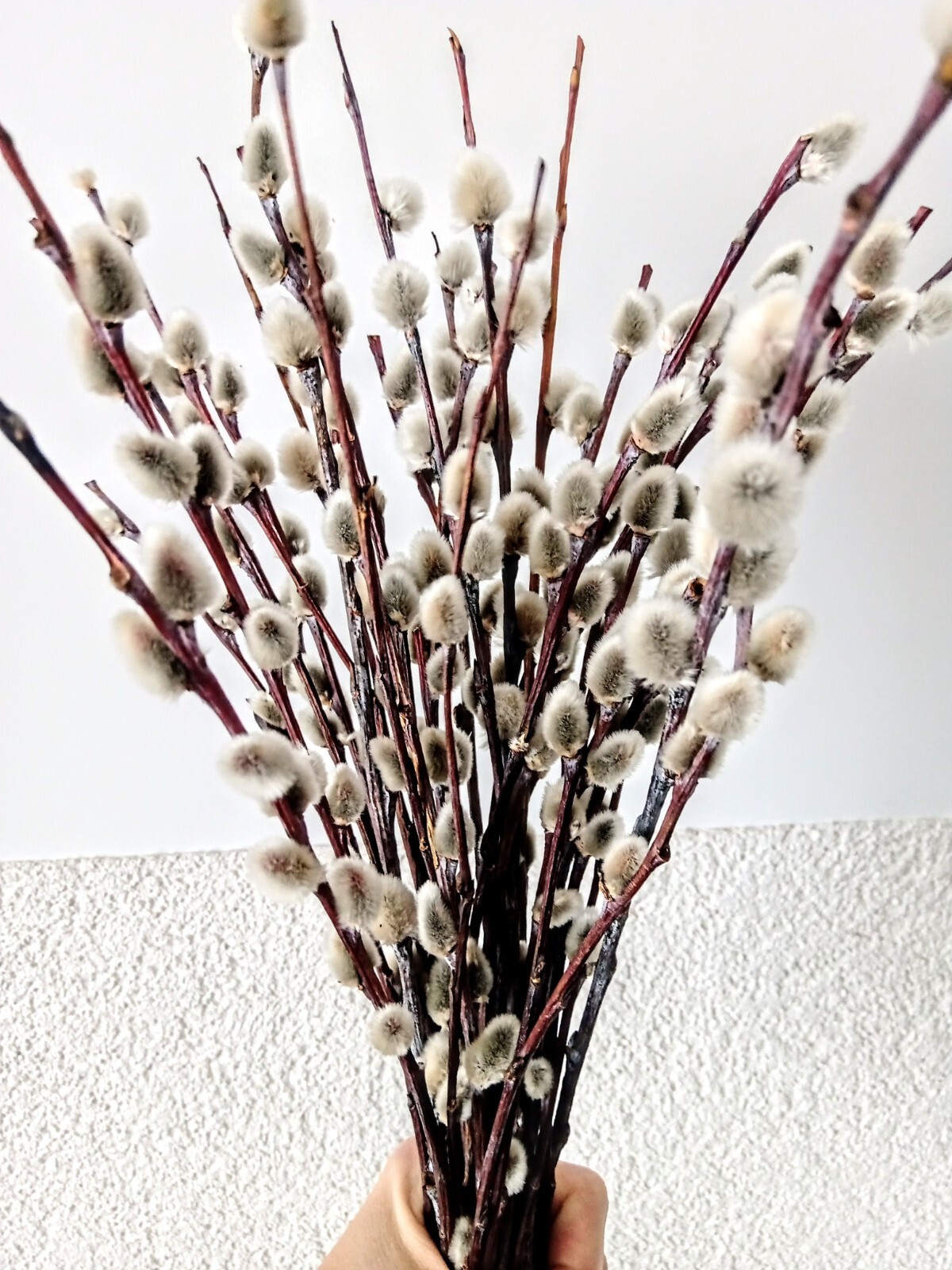 20 St Branch of real dried Pussy Willow Spring Flowers Easter decors Christmas