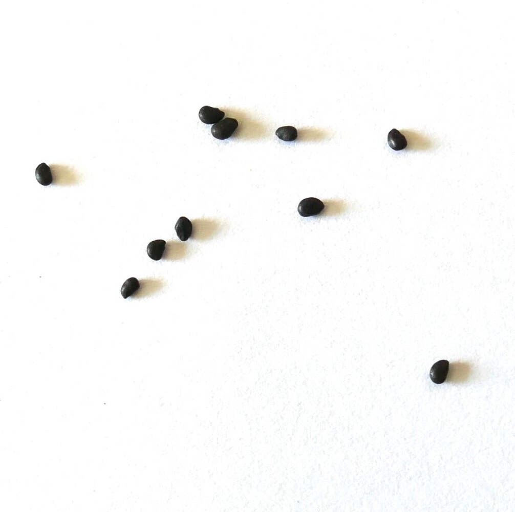 Ferocactus coloratus SEEDS – Rare Cactus SEEDS