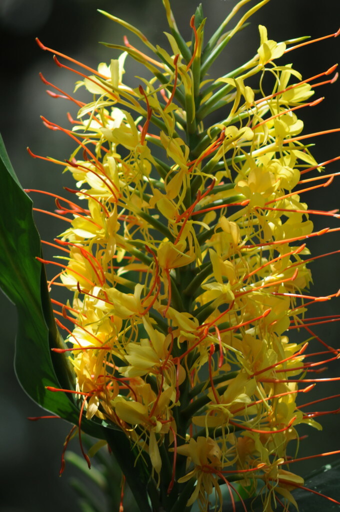 2 HAWAIIAN TROPICAL KAHILI YELLOW GINGER PLANT ROOTS – Fragrant Easy to Grow