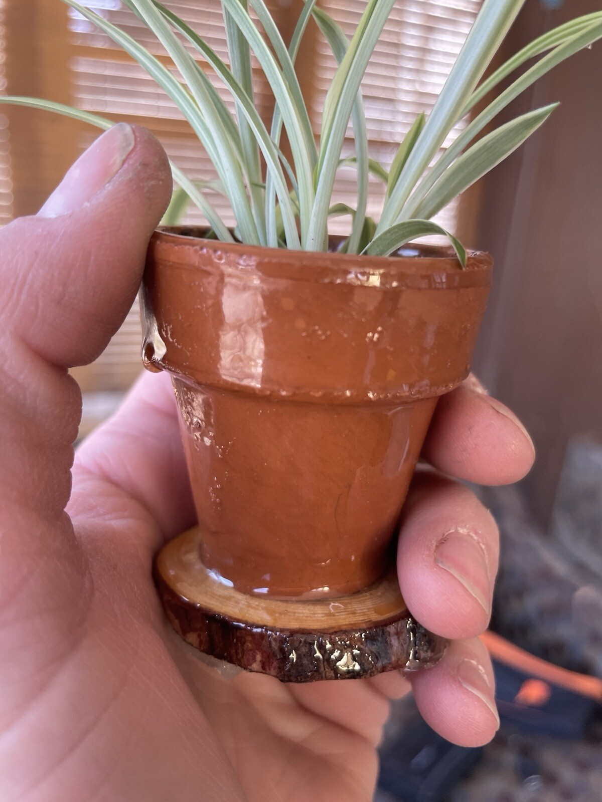 Mini Spider Plants In Epoxy Coated Terracotta Pots On Wooden Base