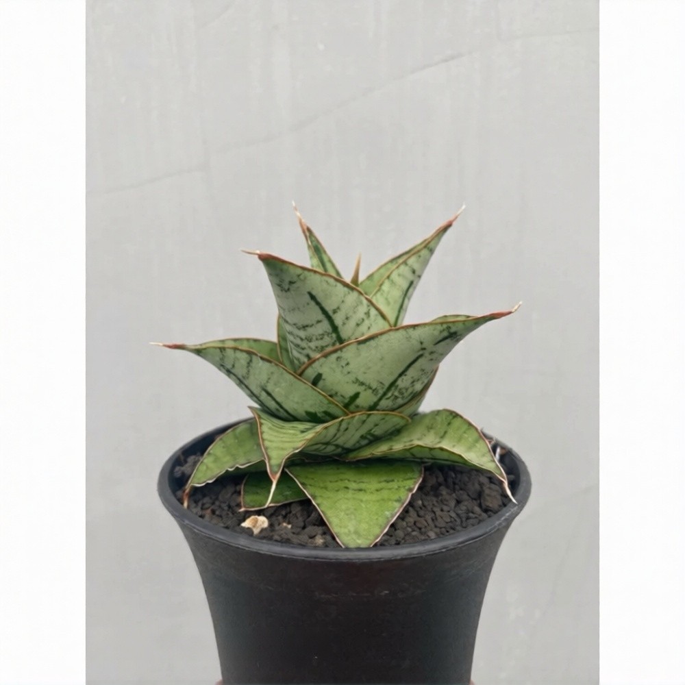 Sansevieria Hybrid Kaisar Exotic Rare Unique Snake Plant PL077