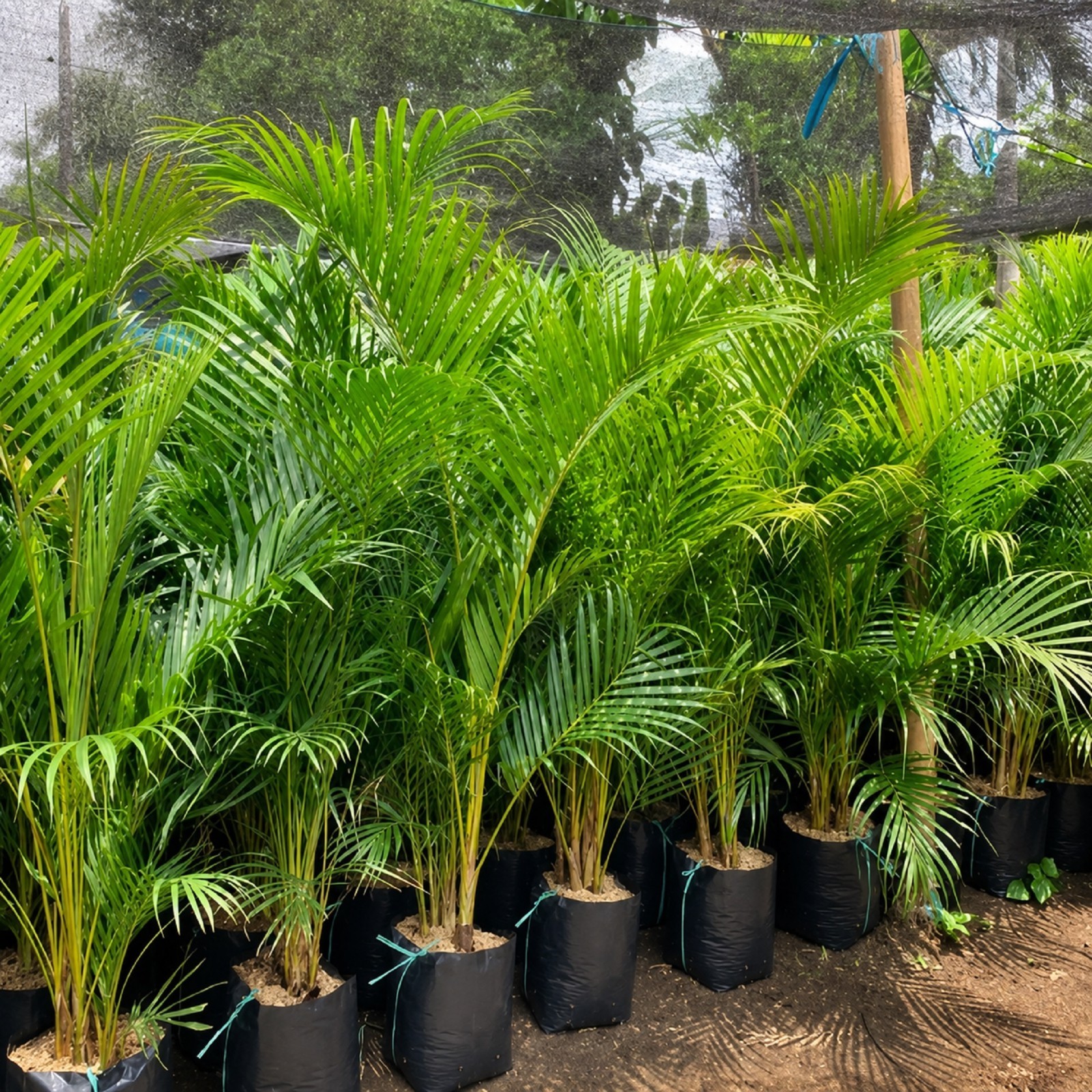 Dypsis Lutescens Areca Palm Live Tropical Indoor Outdoor Palm Plant