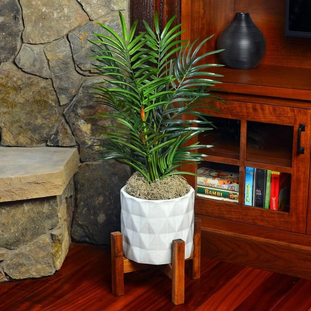 Natural Spanish Moss – 250 Cubic Inches for Terrarium and Flower Pot Elegance