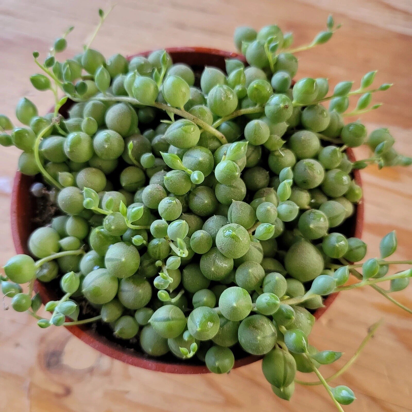 Live Succulent String of Pearls Live Plant Fully Rooted in 4″ Pot with Soil