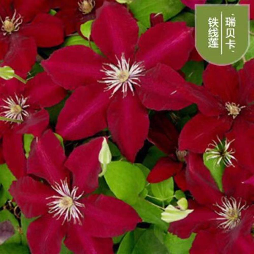 (10) CLEMATIS SEEDS rare exotic climber flower vine garden USA SELLER W/TRACK