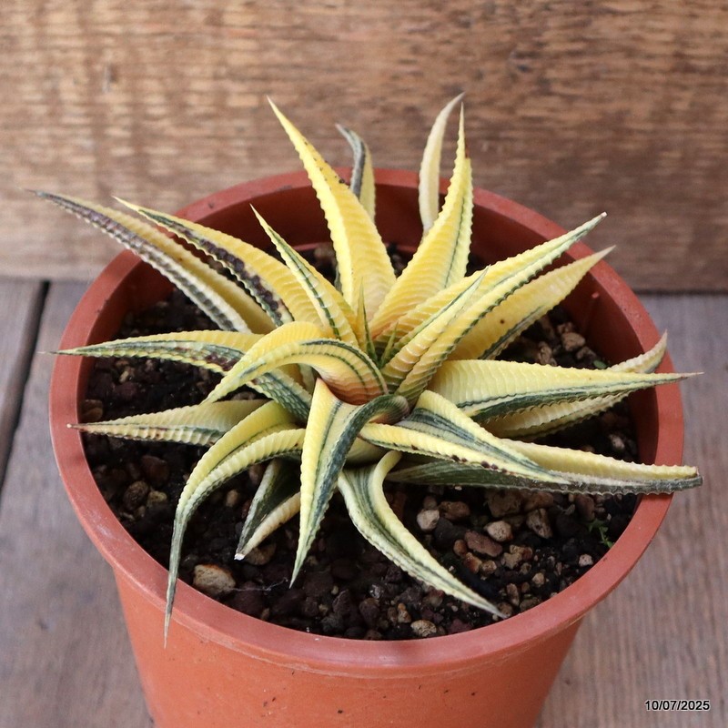 D5197 HAWORTHIA LIMIFOLIA VARIEGATED pot13-H6-W14 cm MaMa Cactus
