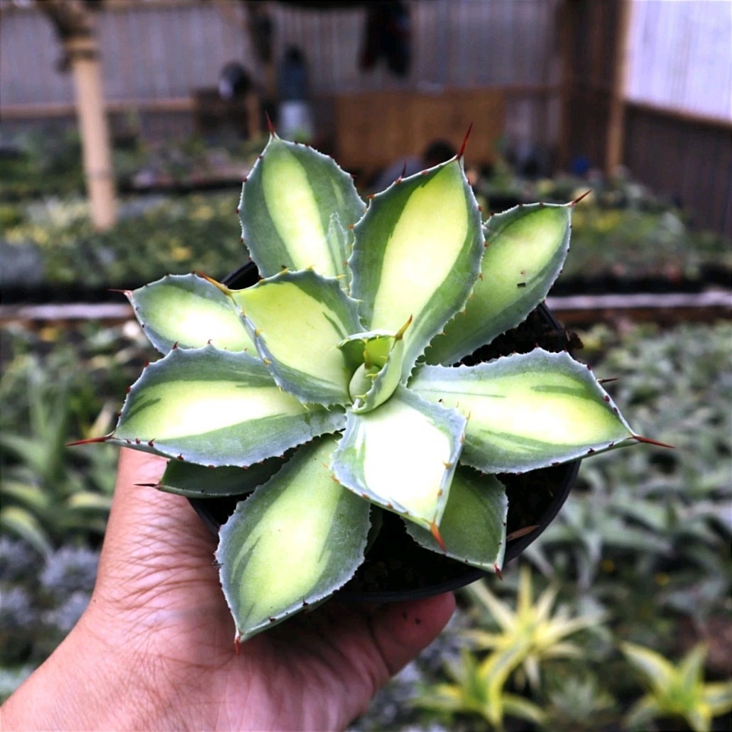 Sansevieria agave potatorum green lime unique plant snake house plant
