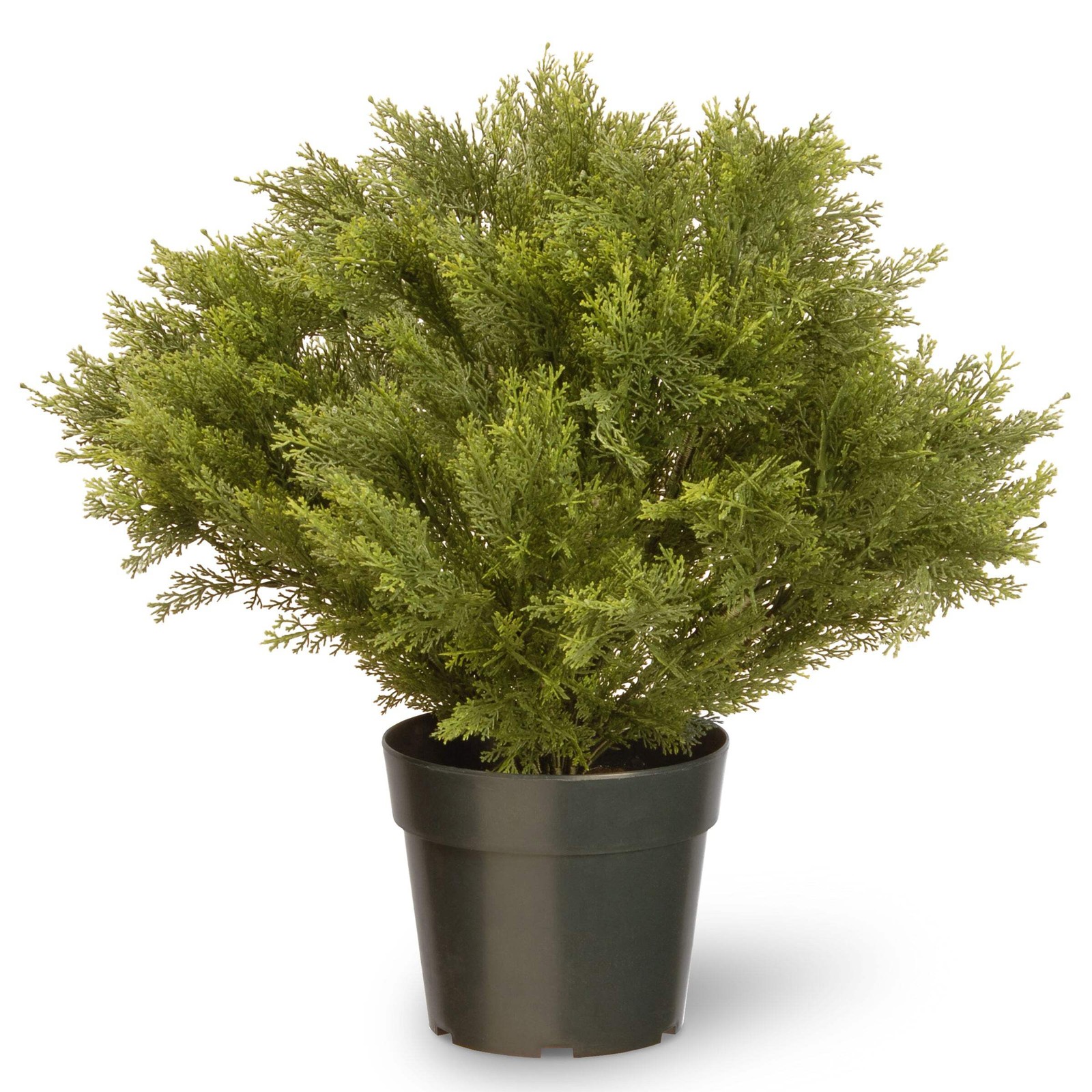 28 in. Globe Juniper Topiary Tree with Dark Green Round Growers