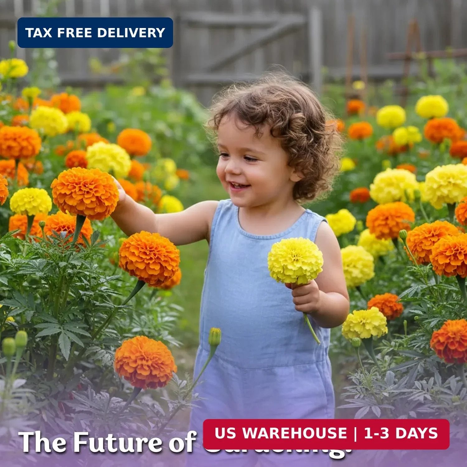 KVITER 500 Cracker Jack Marigold Seeds (Tagetes Erecta) – African Marigold, Gian