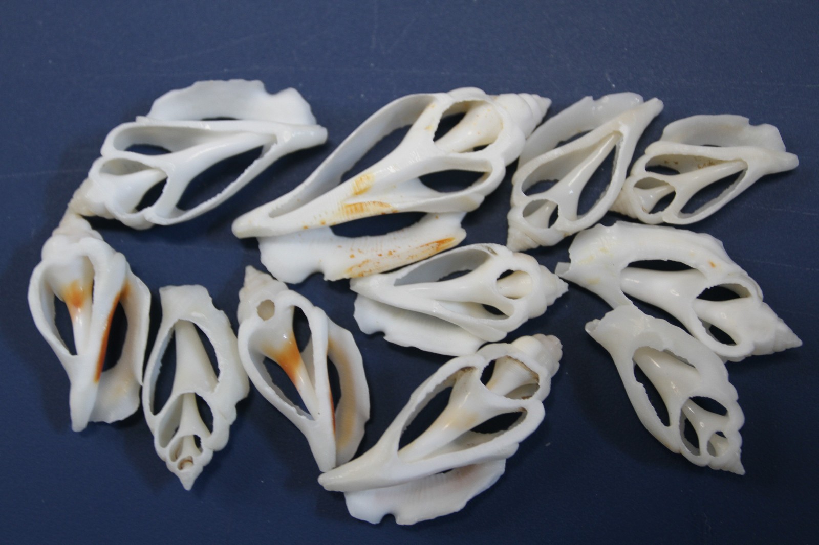 20-URCEUS,White Center Cut Seashells,Beach Wedding Decor,Floral Supply,CS-107