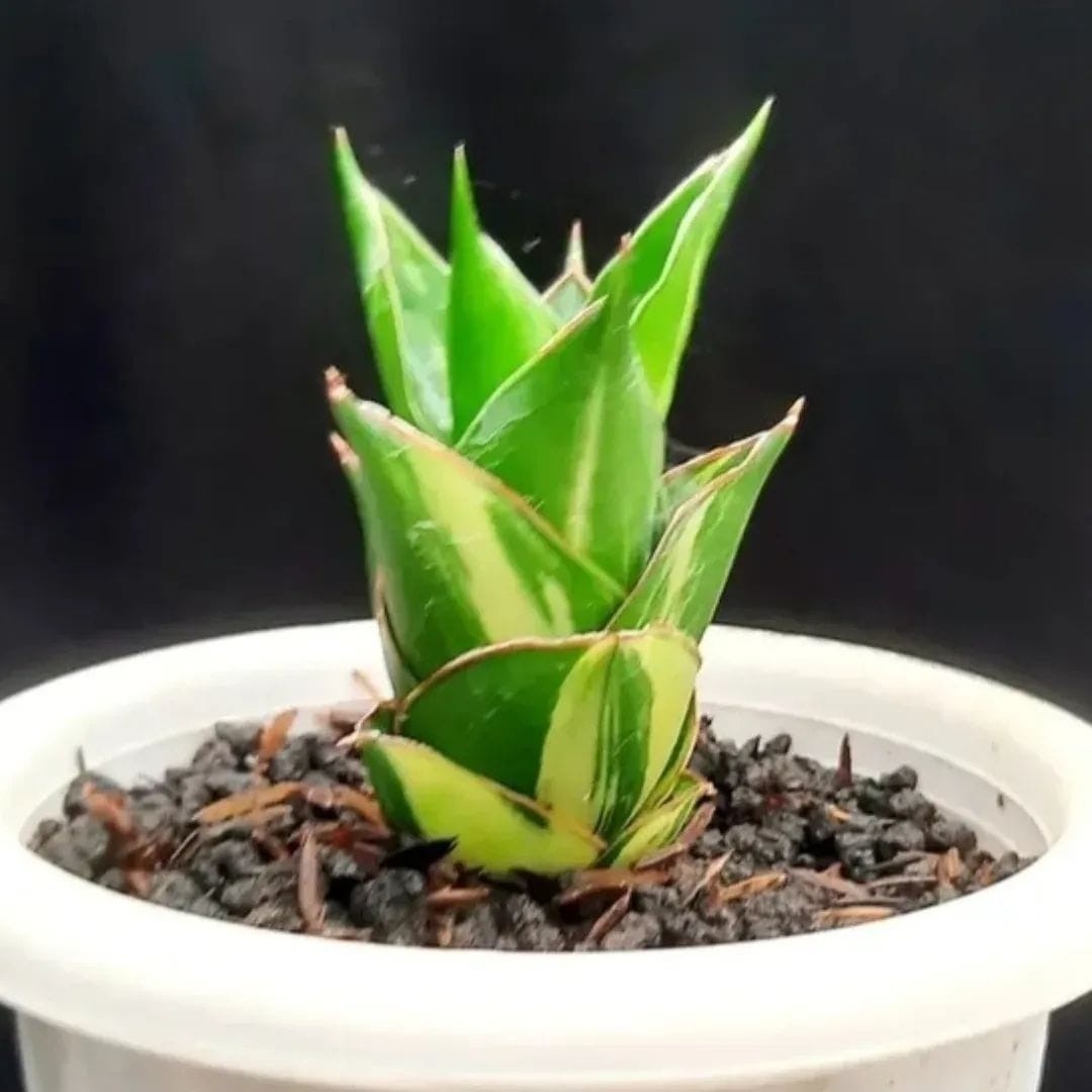 Real Pict Aglaonema Lotus Rare Plant