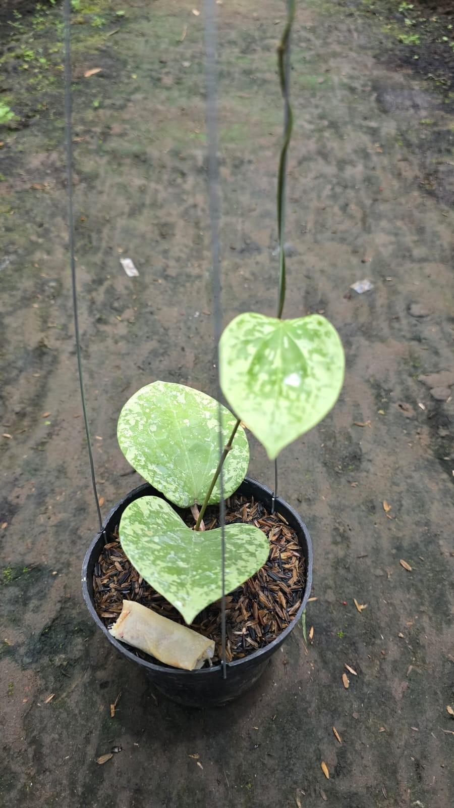 Real Picture Hoya Glabra Silver Splash Rare Plant