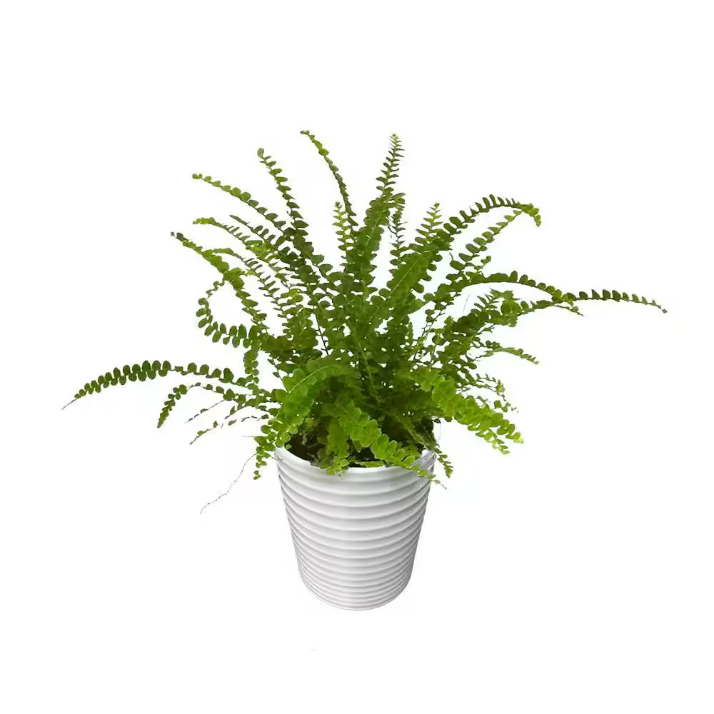 Living Lace Fern Cute as a Button Indoor Plant in 3.5 In. White Ceramic Containe