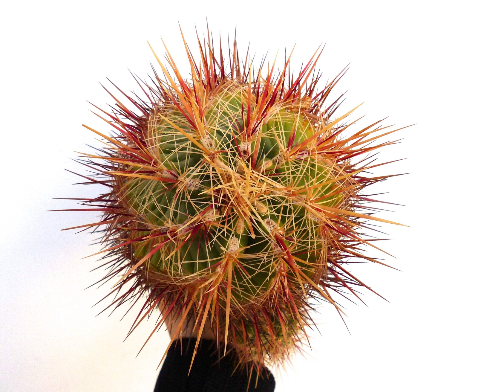 Thelocactus bicolor SPIRALIS SEEDS – Glory of Texas | Bicolor cactus