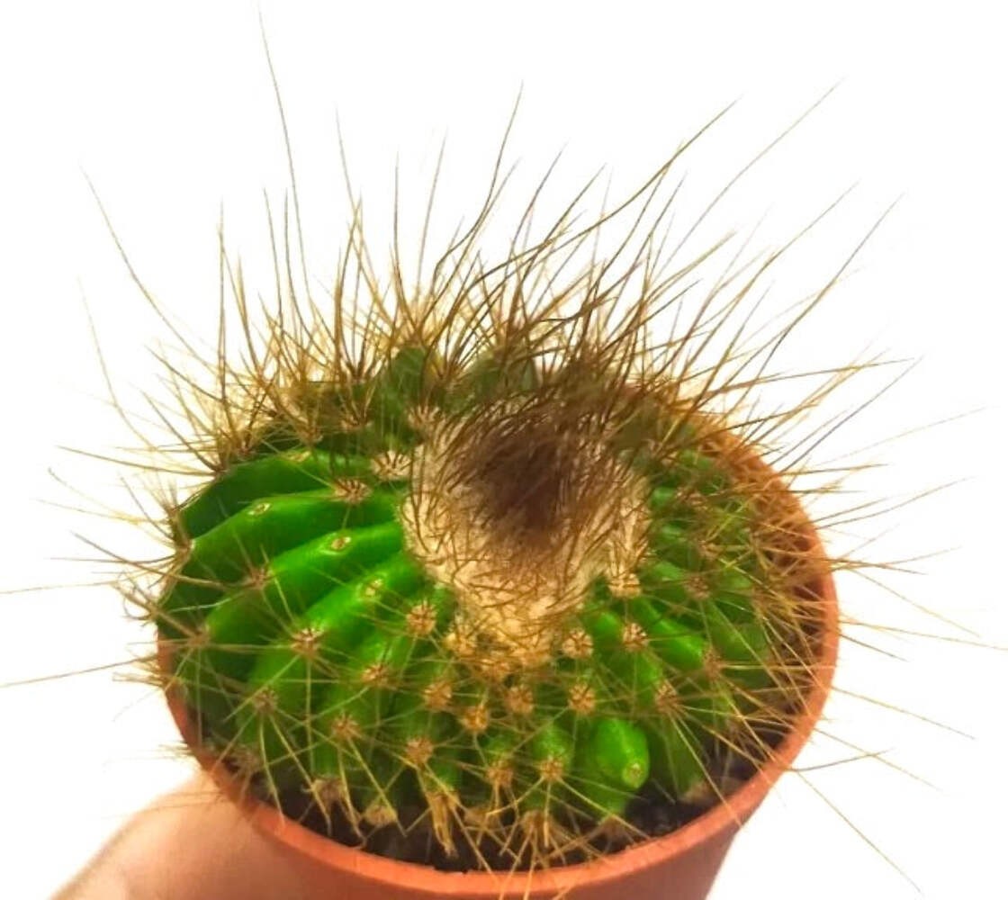 Parodia claviceps HU500 SEEDS – Rare Cactus SEEDS