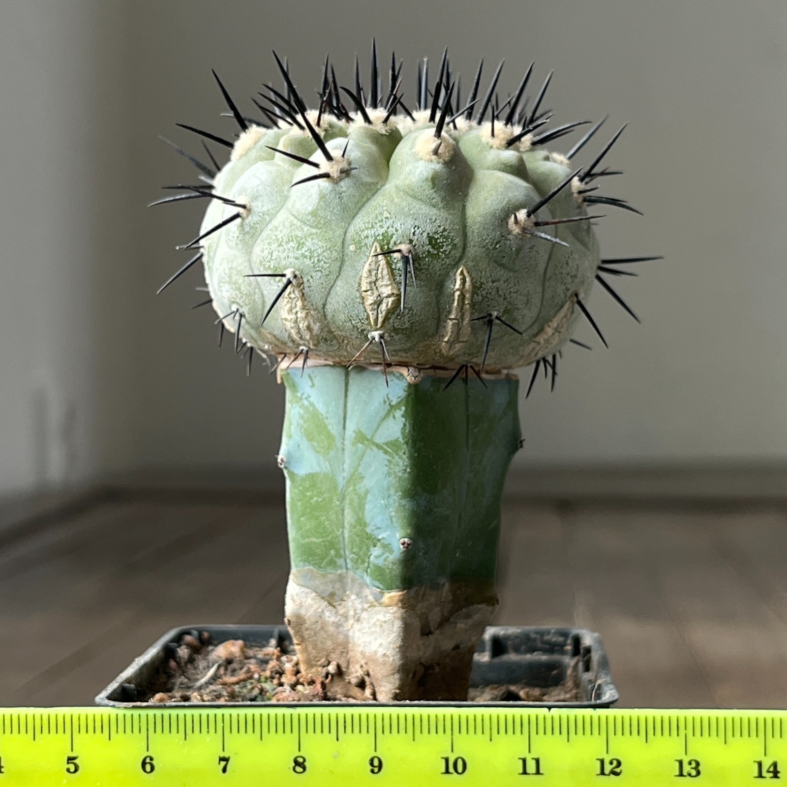 A2-820 Copiapoa columna-alba, CS29, Esmeralda, Pure white stem, grafted