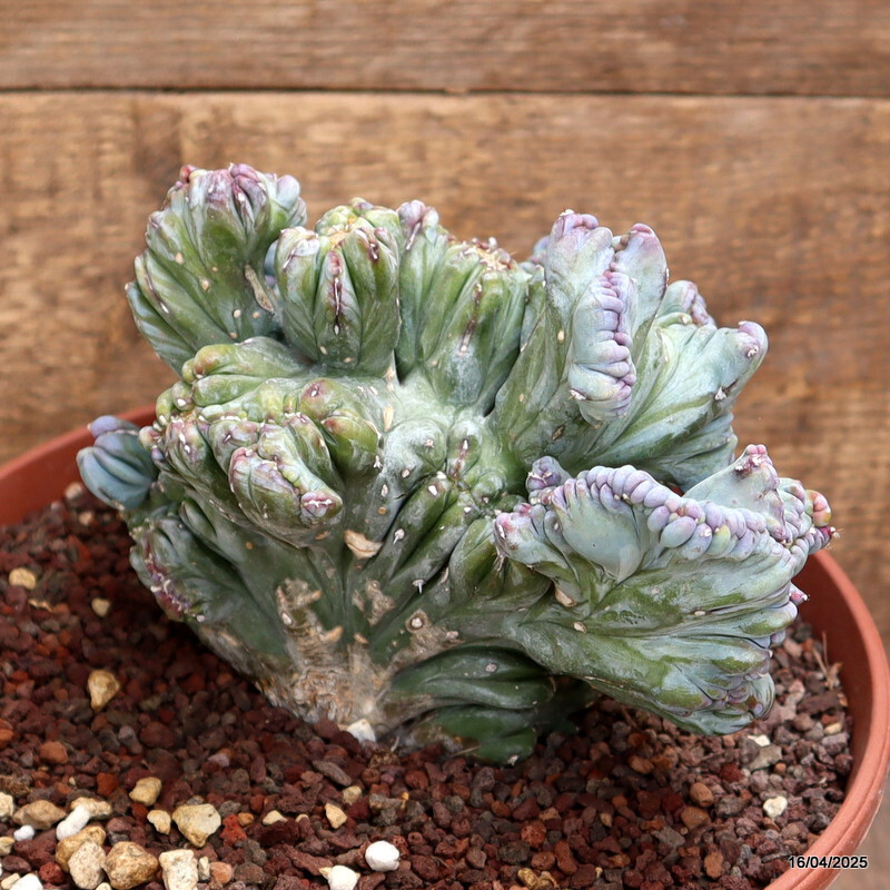 A1525 MYRTILLOCACTUS GEOMETRIZANS STRICTUS pot22-H15-W20 cm MaMa Cactus