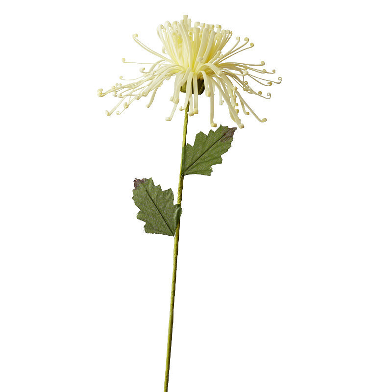 Pack of 12 Cream Artificial Fuji Spider Mum 21-1/2″ Stems