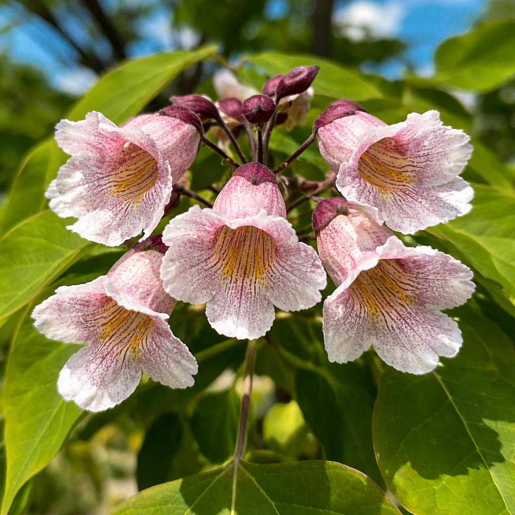Catalpa fargesii – Chinese catalpa | Farges catalpa