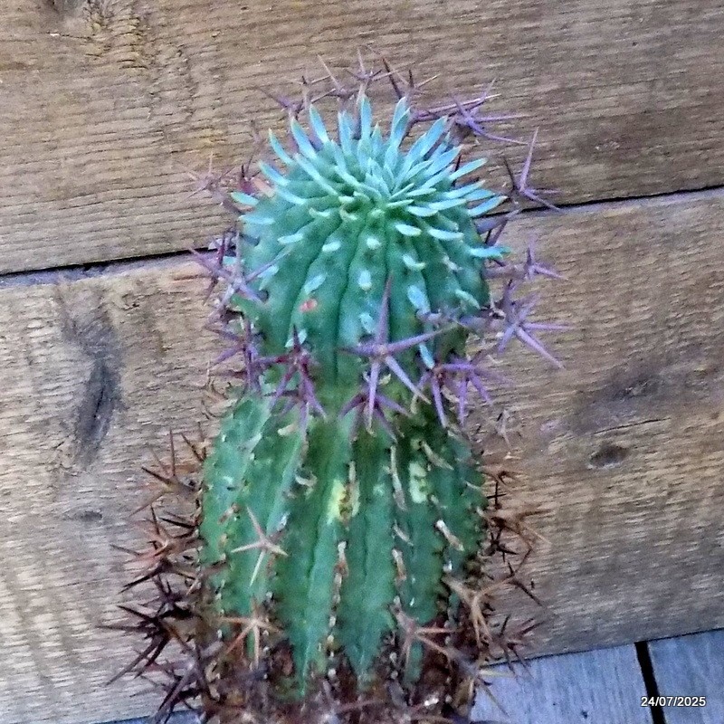 D5486 EUPHORBIA STELLISPINA pot12-H30-W15 cm MaMa Cactus