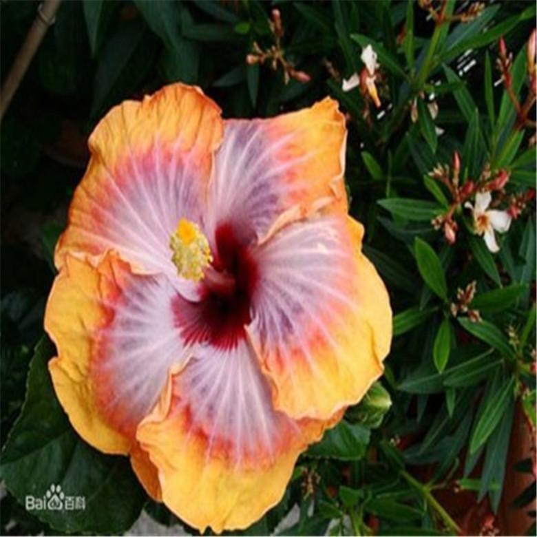 (10) HIBISCUS SEEDS perennial flower garden bed bush plant USA SELLER W/TRACK