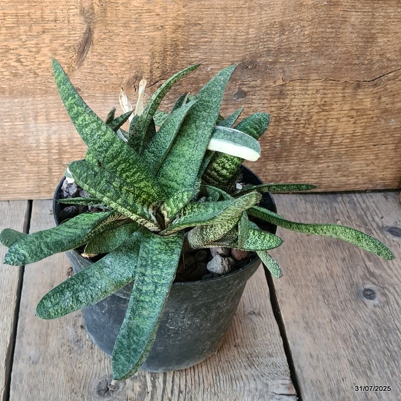D5621 GASTERIA BATESIANA VARIEGATED pot18-H17-W32 cm MaMa Cactus