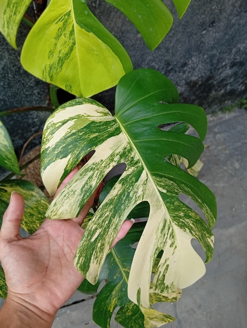 Real Picture Monstera Marmorata Aurea Variegated Big Size