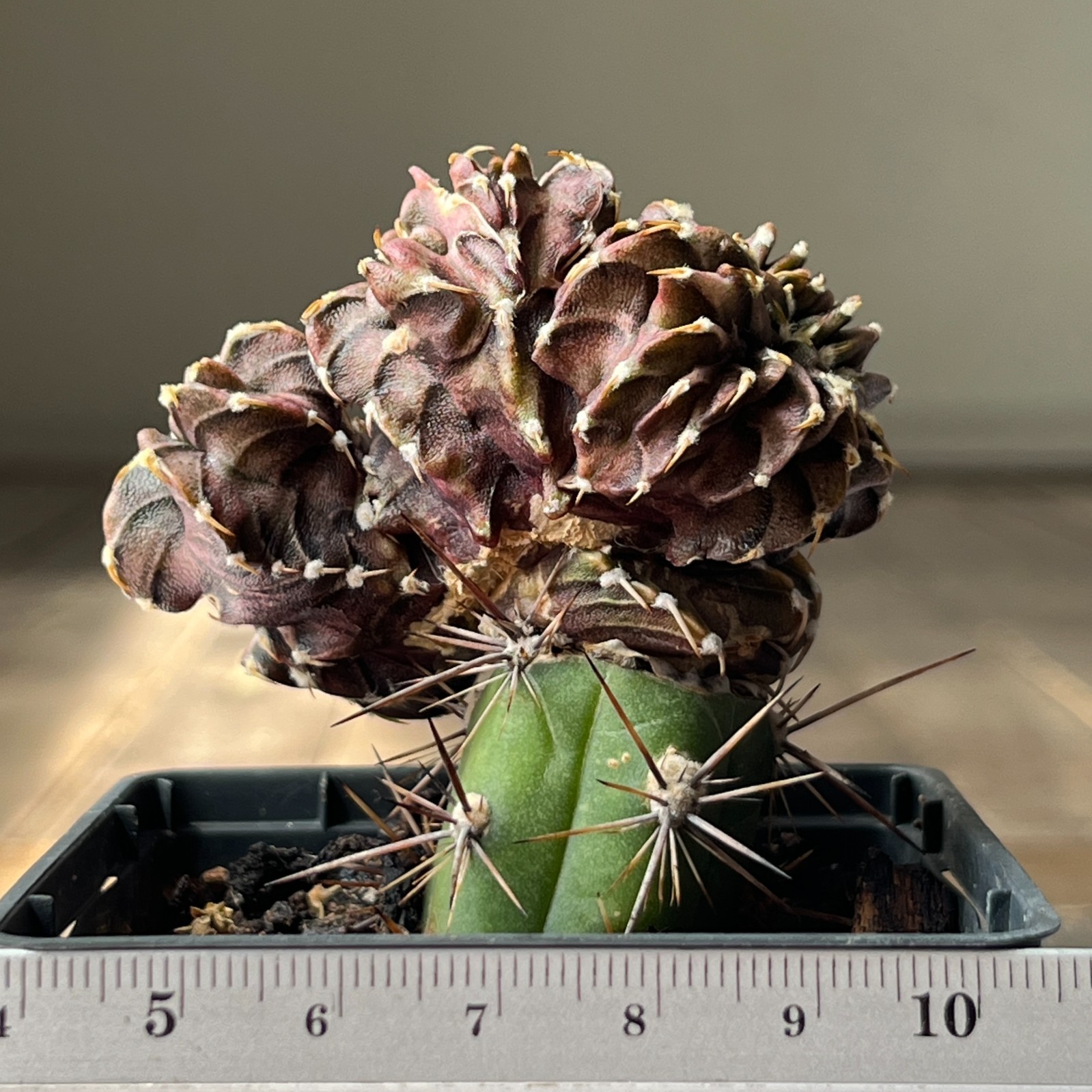 A4-2035 Gymnocalycium friedrichii VOS-014, AGUA Dulce, f. monstrosa, grafted