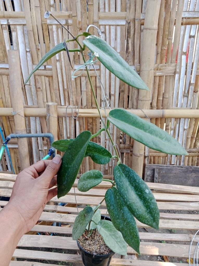 Hoya Stenakei Dark – Collector Hoya Papua