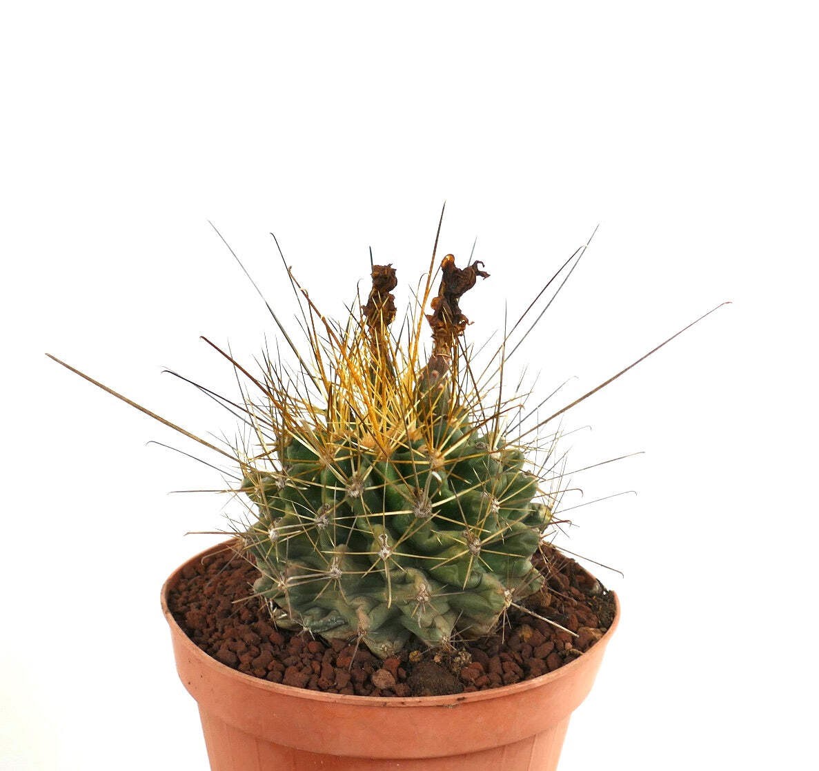 Ferocactus hamatacanthus LONG SPINES K75-XO – Texas barrel cactus | Hooked barre
