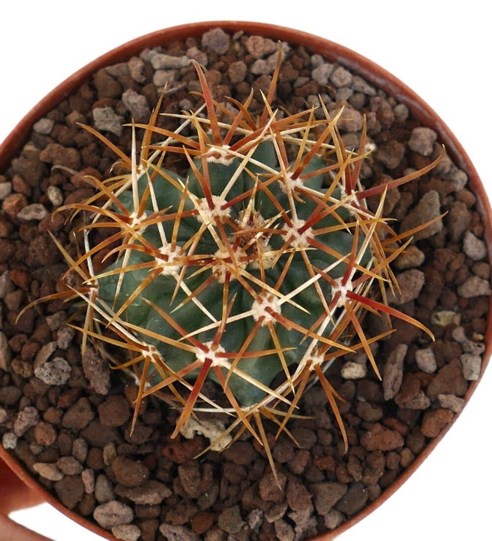 Ferocactus chrysacanthus ORANGE spines – Golden barrel cactus | Golden spined ba