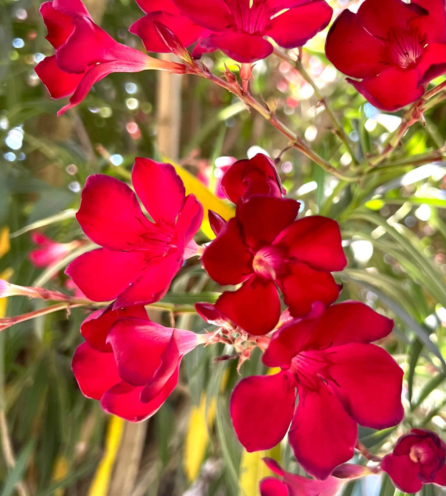 Nerium oleander cv Manzoni (Italian cultivar) RED-PINK – Oleander |