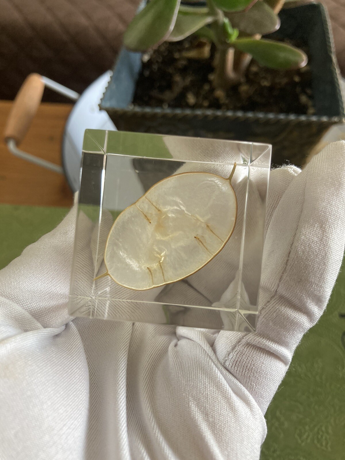 sola cube LUNARIA ANNUA 5cm square Dandelion acrylic resin dried flower japan