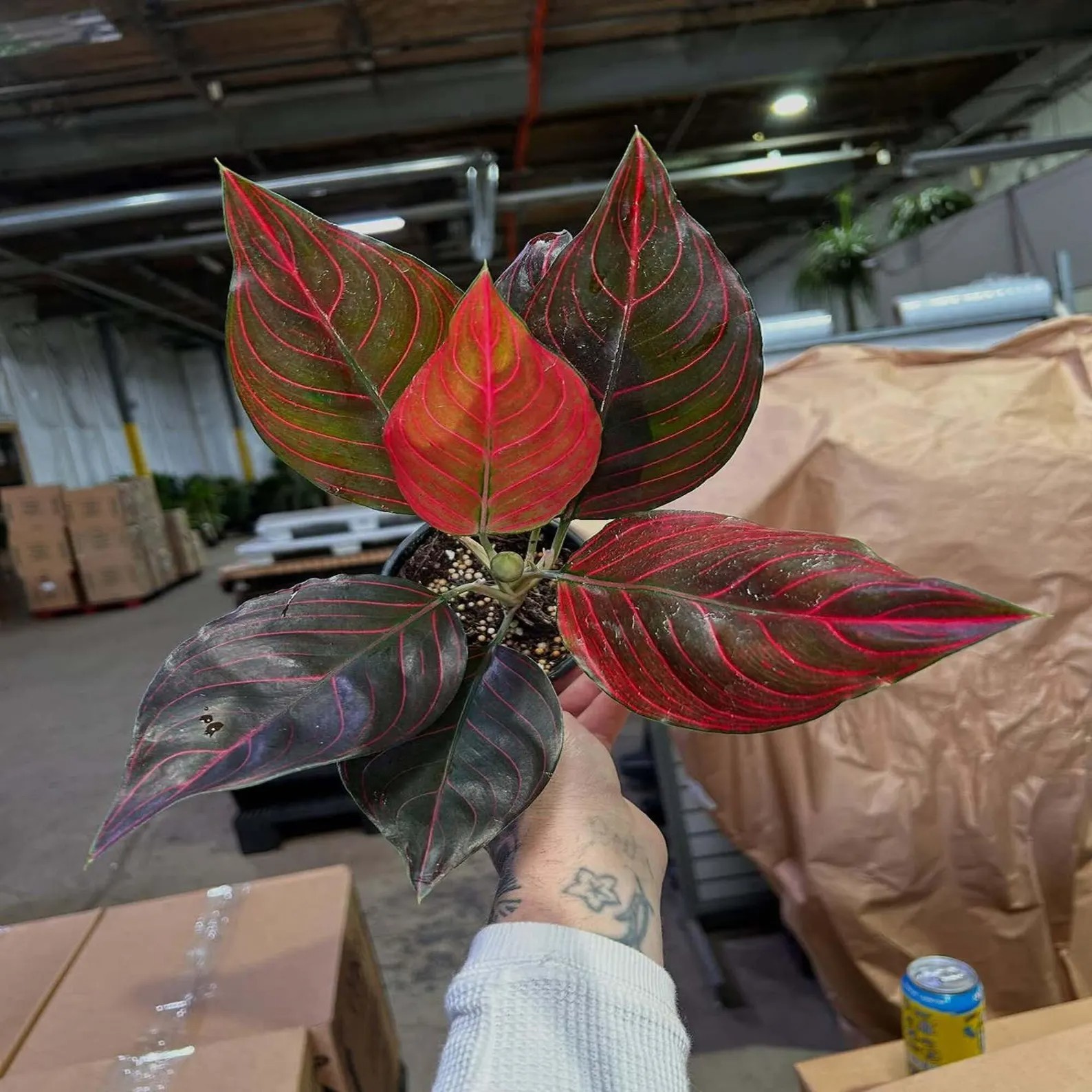 Real Picture Aglaonema Red Vine Beautiful Rare Plant