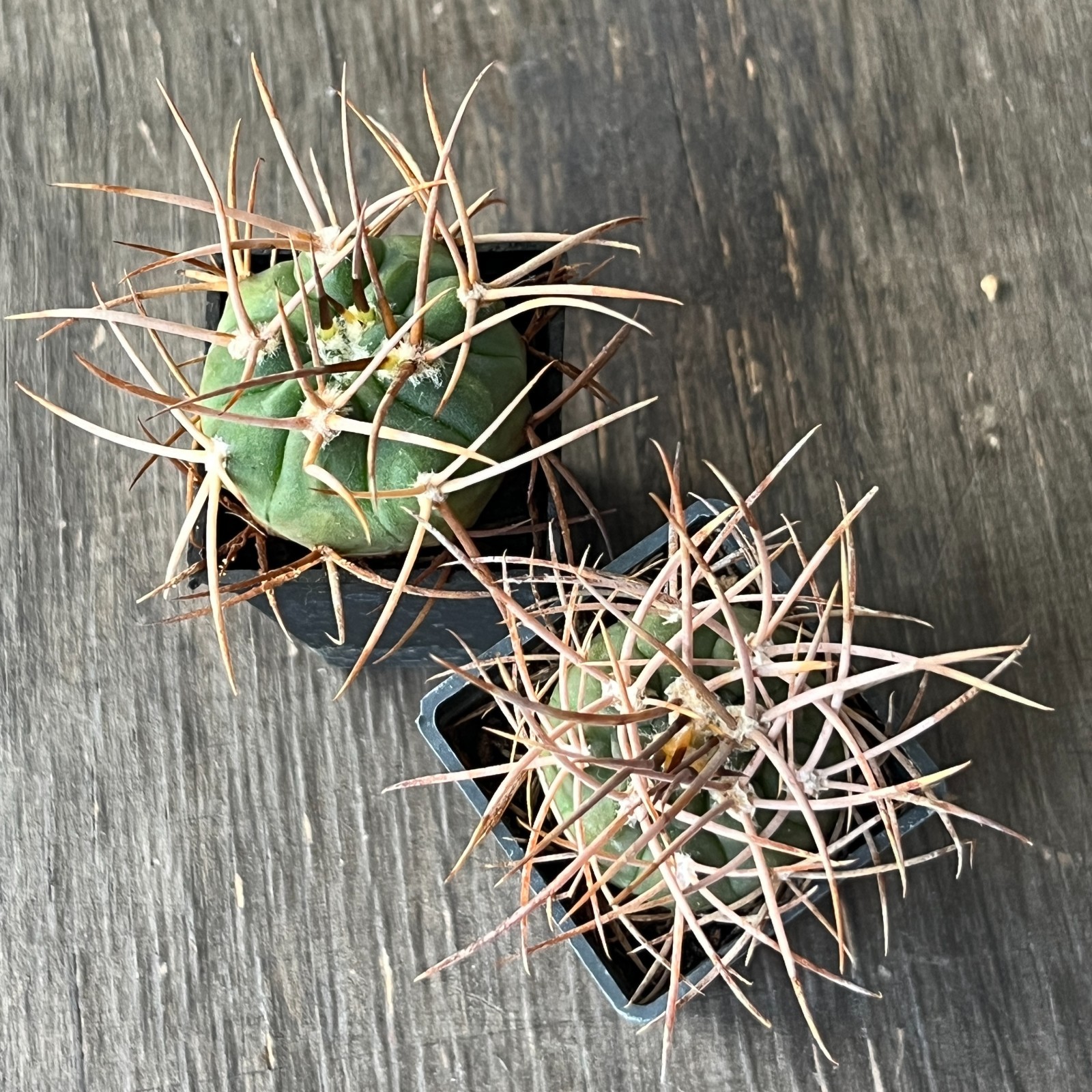 A50-899 Gymnocalycium polycephalum, own root seedlings, 2 pieces