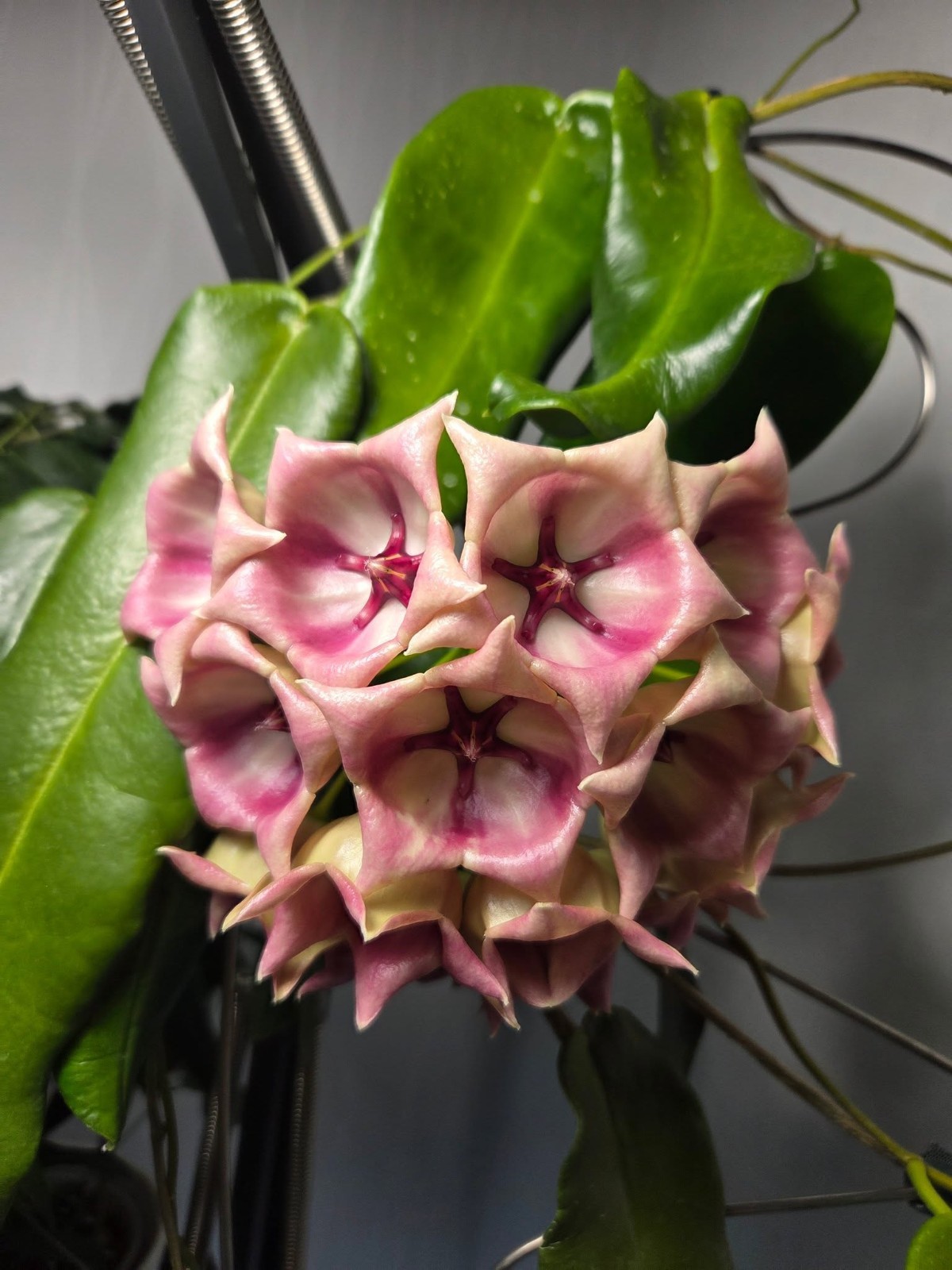 Hoya archboldiana pink Rare Variegated, Real Picture, Aroid Houseplant