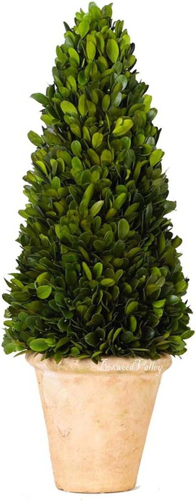 Real Preserved Boxwood Evergreen Potted Tree Globe Tree Topiary in Terracotta Pl