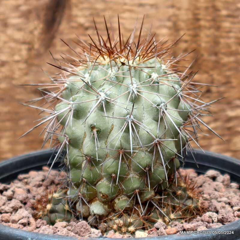 D2946 COPIAPOA GRANDIFLORA KK1067 pot13-H7-W6 cm MaMa Cactus