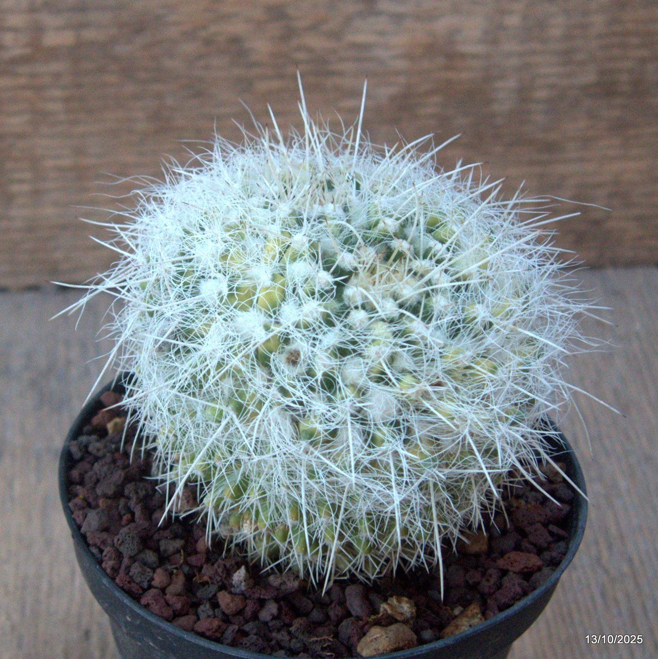 D6955 MAMMILLARIA NEJAPENSIS VARIEGATED pot10-H8-W9 cm MaMa Cactus