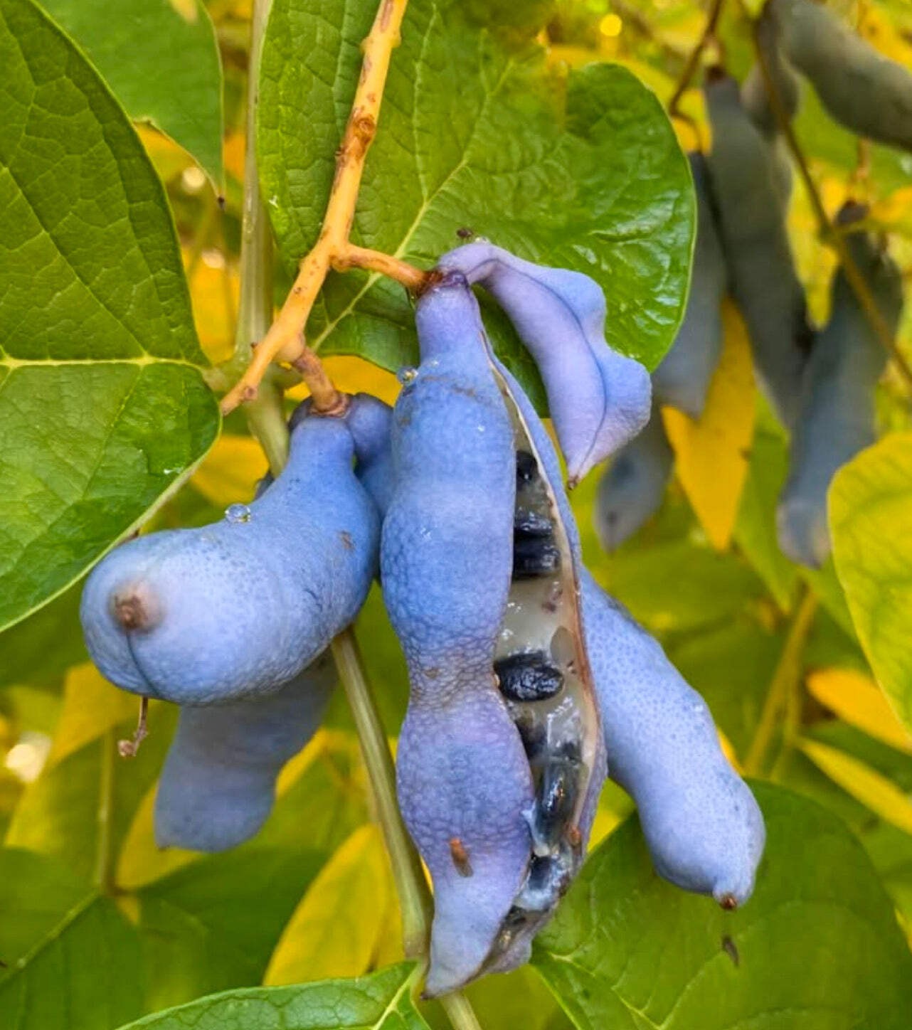 Decaisnea fargesii 30-50cm | Blue bean shrub | Dead man’s fingers – Blue bean sh