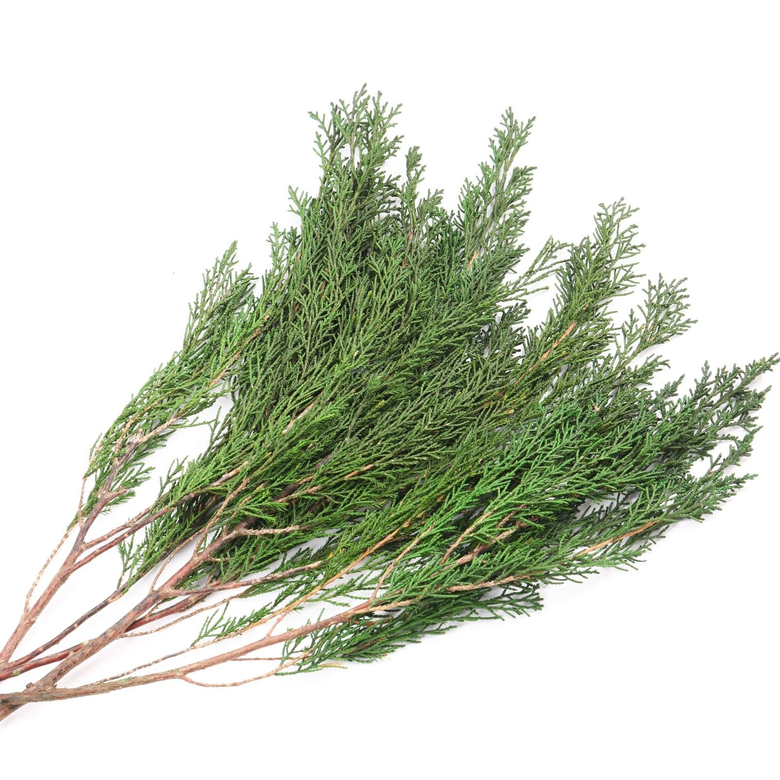 6OZ Preserved Real Pine Leaves Branches -17” Natural Christmas Greenery Plan…