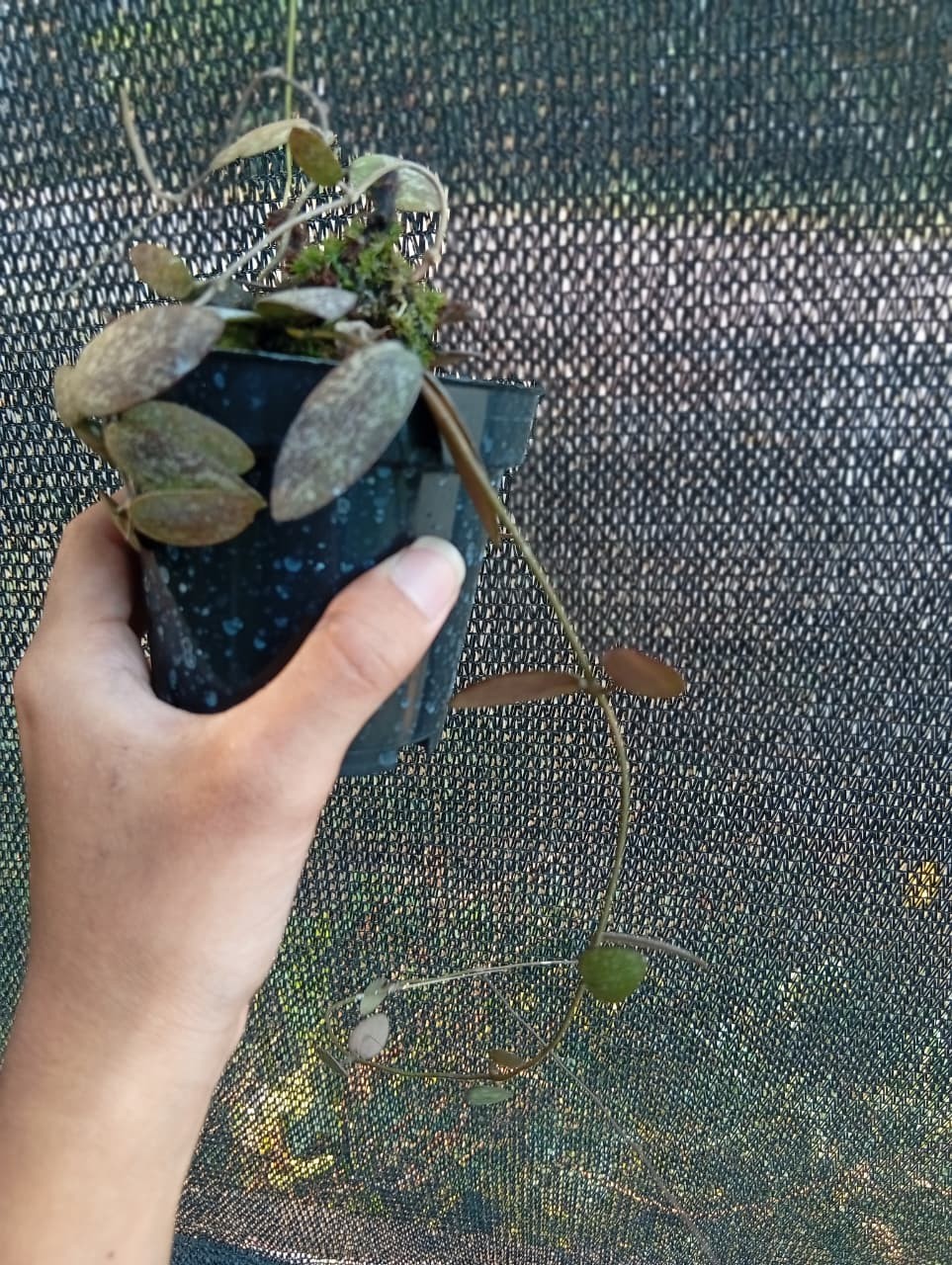 Real Picture Hoya Sigillatis Red Splash Rare Plant