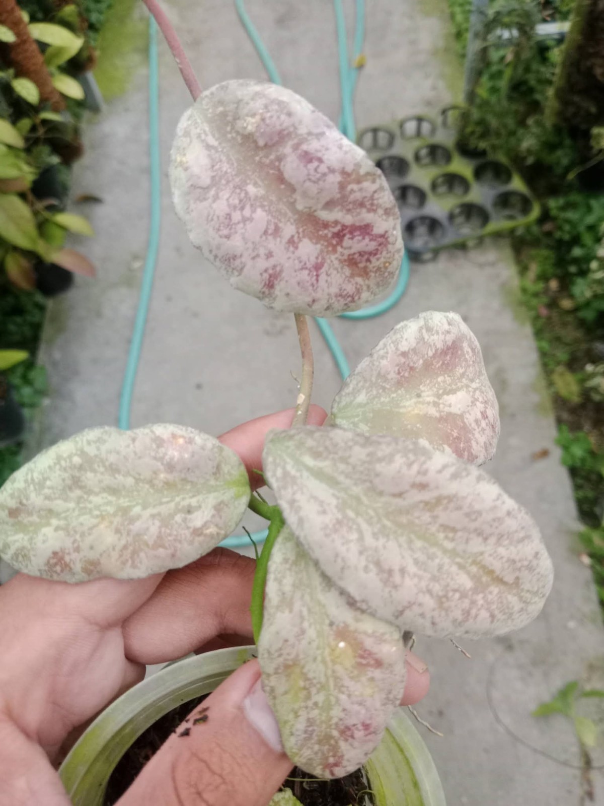 Hoya Waymaniae Cloud Sky Pink Silver Rare Tropical Plant