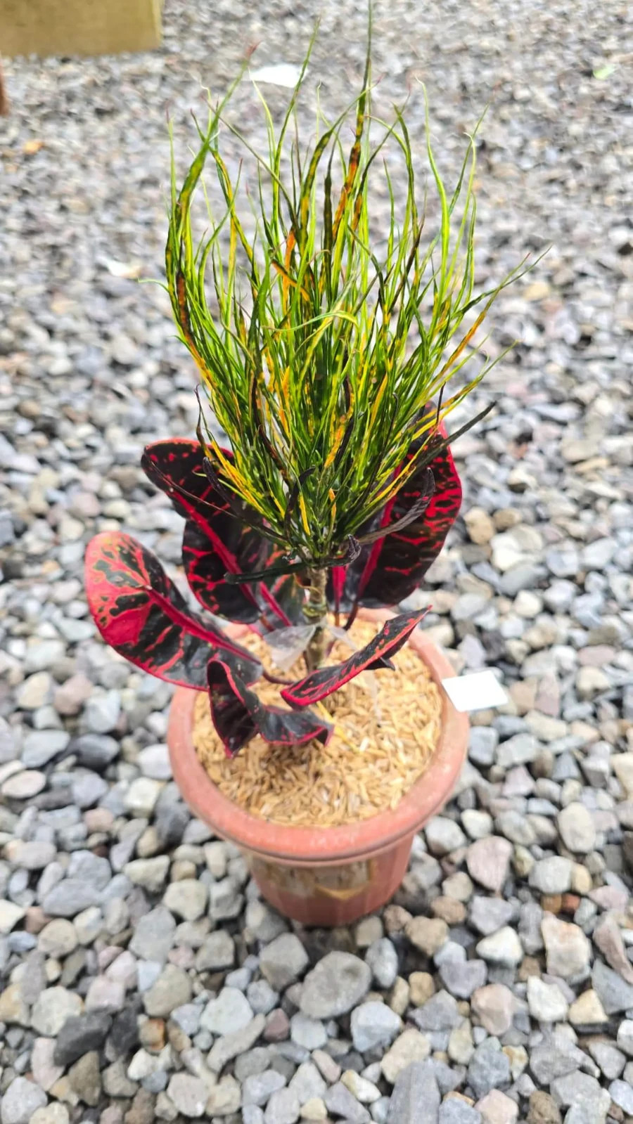Real Picture Codiaeum Variegatum Croton Picasso Paint Brush Rare Plant
